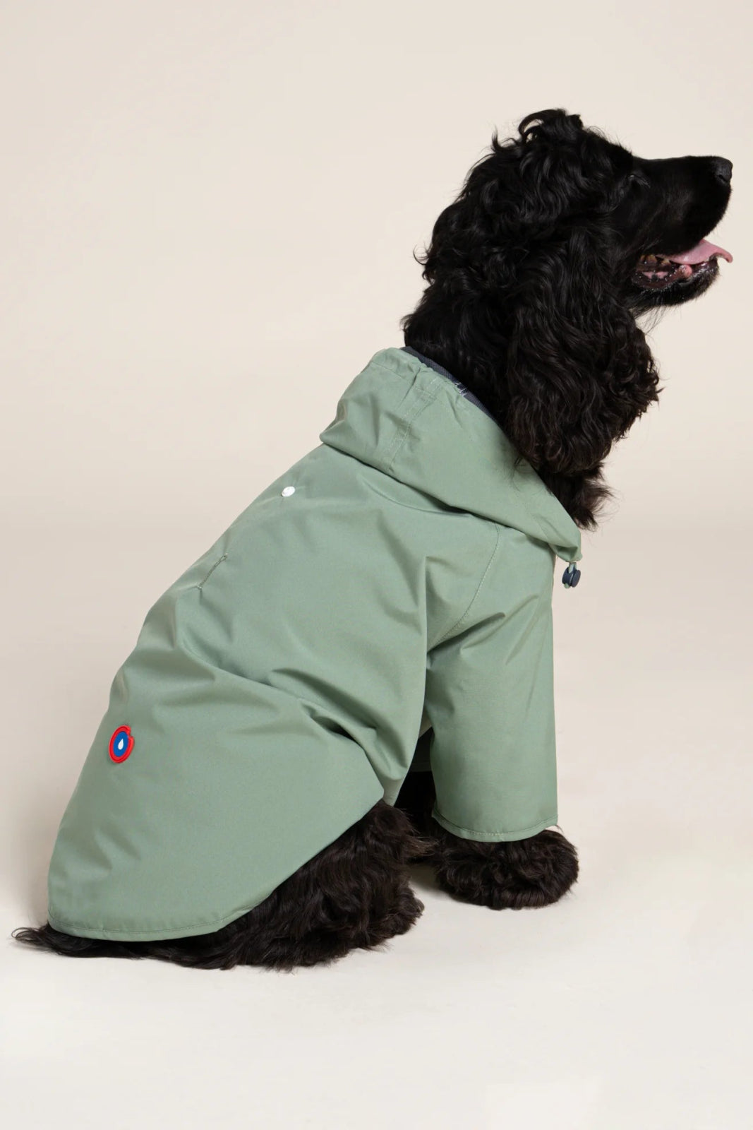 Boulogne - Imperméable pour chien - Image 16