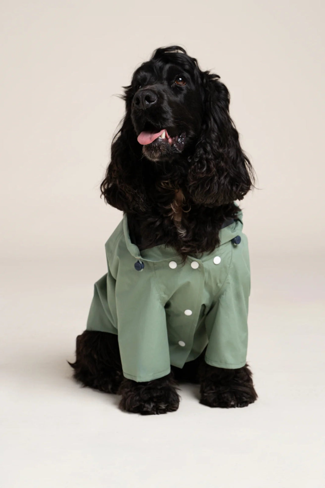 Boulogne - Imperméable pour chien - Image 17