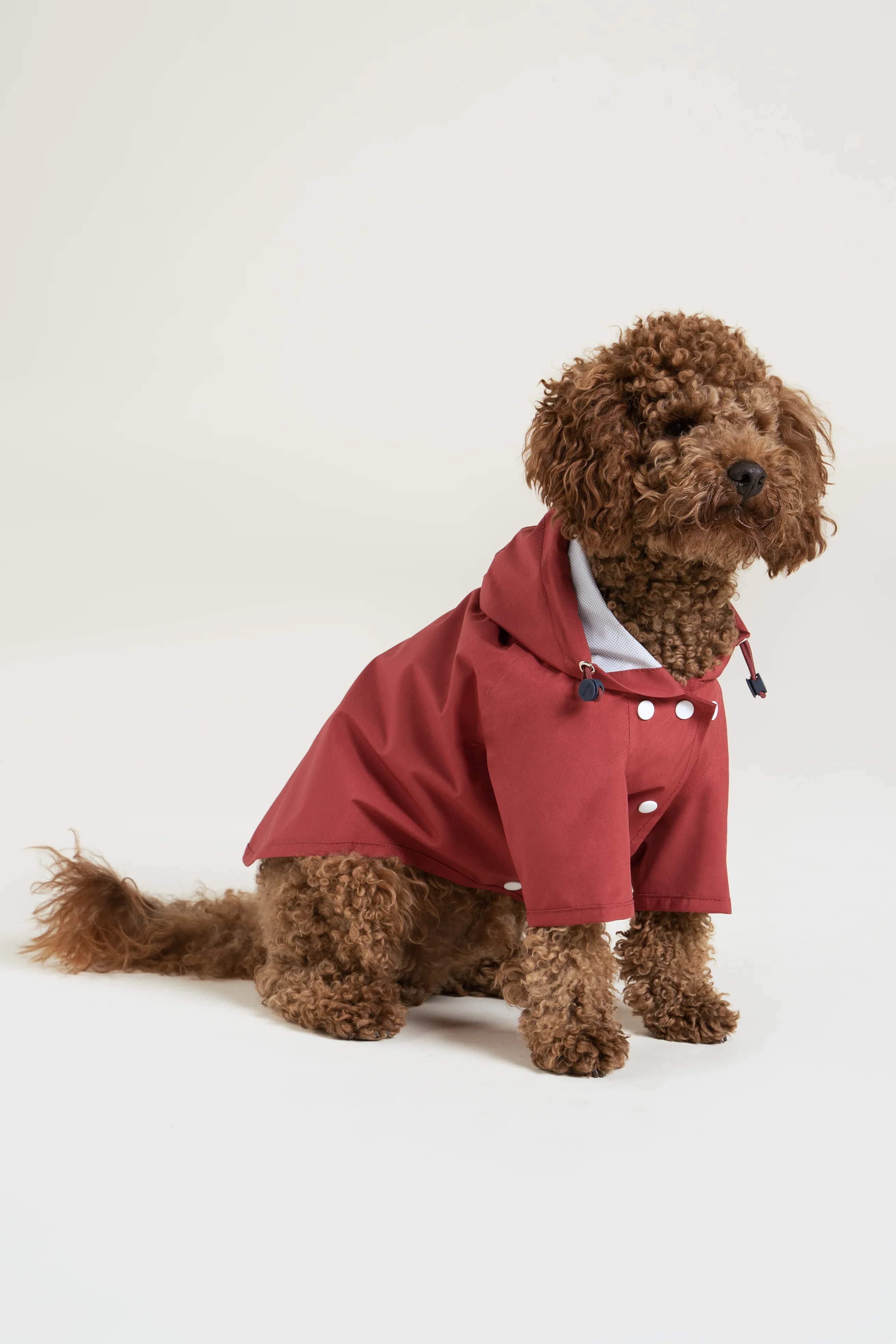 Boulogne - Imperméable pour chien - Image 29