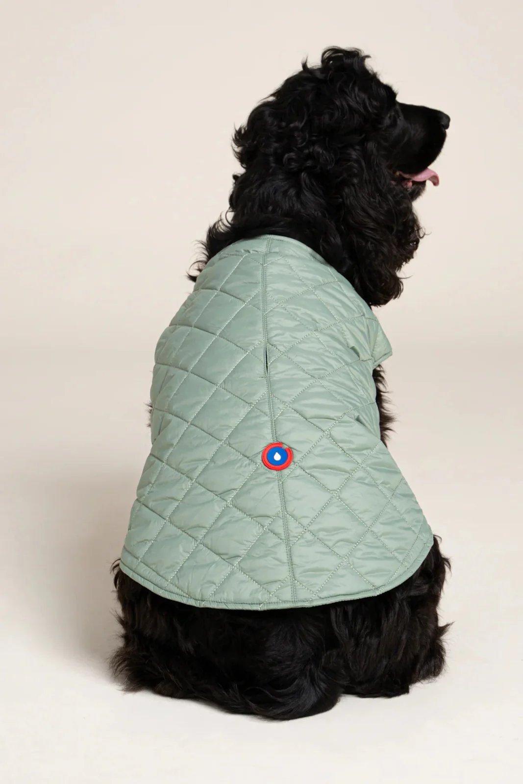 Vincennes - Doudoune pour chien - Image 13