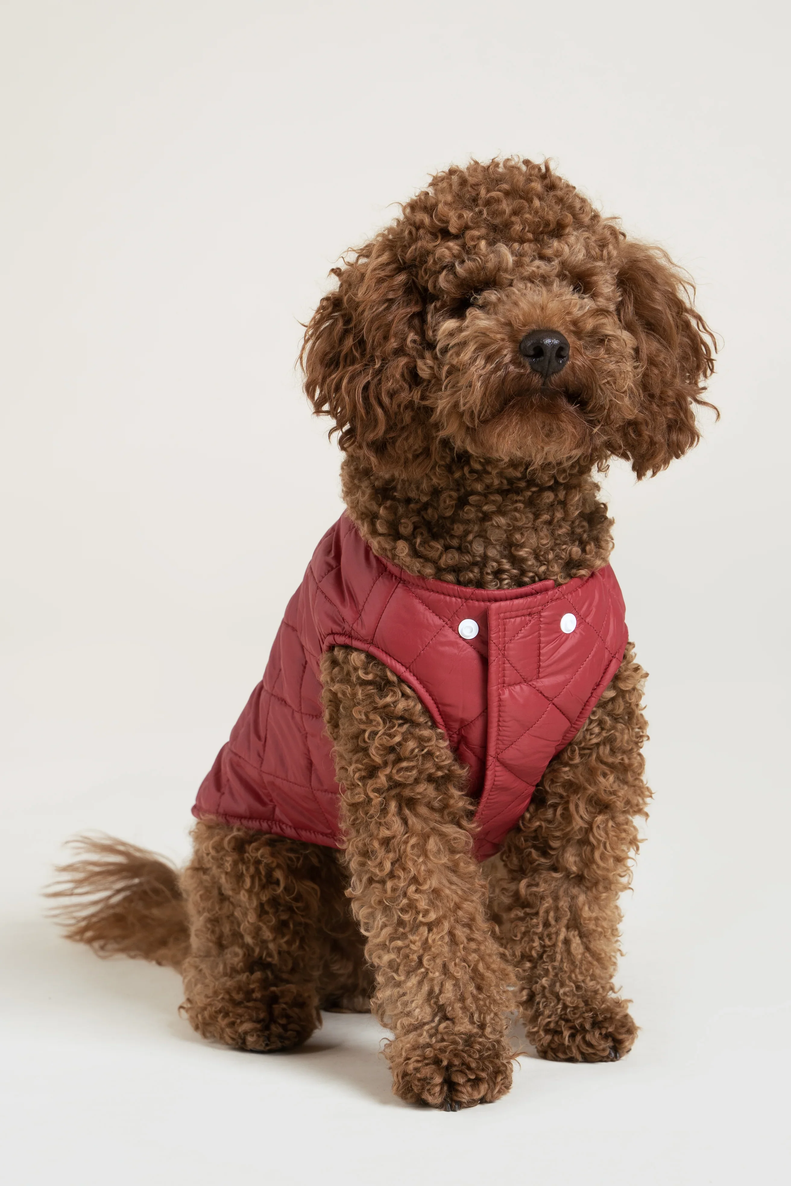 Vincennes - Doudoune pour chien - Image 17